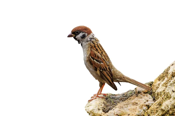 Eurasian tree sparrow isolated on a white background — Stock Photo, Image