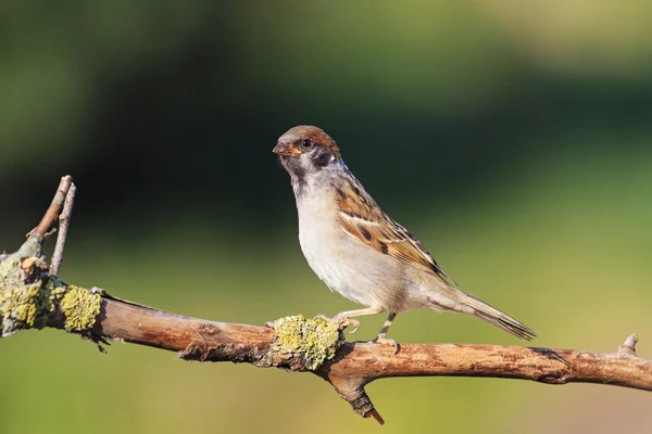Eurasian tree sparrow sitting on a branch summer — Stock Photo, Image