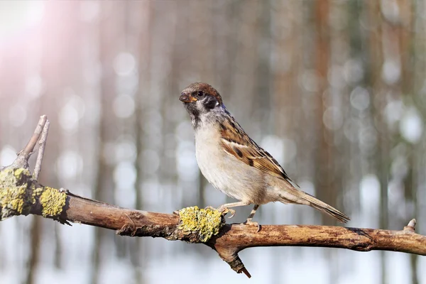 Vrabec polní sedící na větvi zimní — Stock fotografie