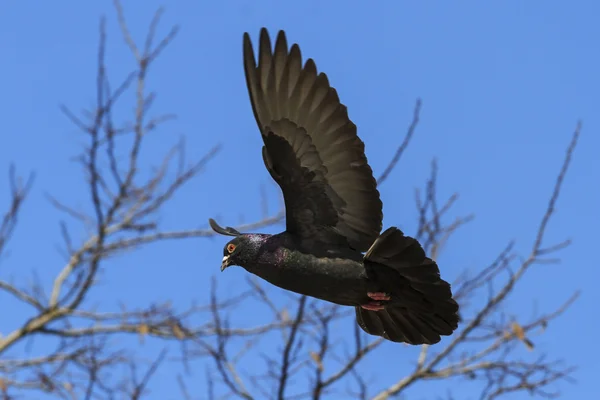 Schwarze Taube fliegt in den blauen Himmel — Stockfoto