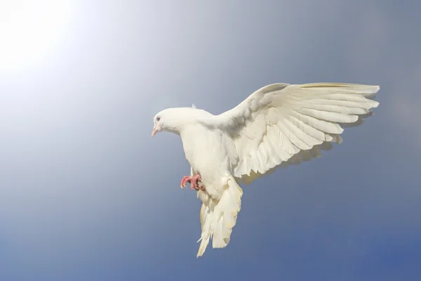 Piccione bianco che vola nel cielo blu con hotspot soleggiato — Foto Stock