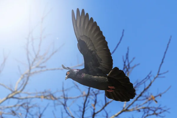 Pomba negra voando no céu azul com hotspot ensolarado — Fotografia de Stock