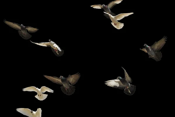 Brieftauben fliegen vereinzelt auf schwarz — Stockfoto