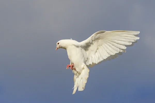 Pombo branco voando no céu azul — Fotografia de Stock