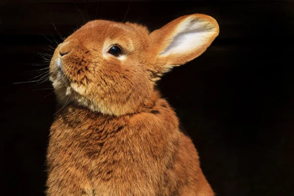 Пасхальный кролик смотрит вверх — стоковое фото