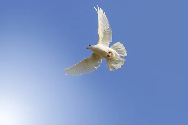 Pombo branco homing entre o céu azul com hotspot ensolarado da esquerda — Fotografia de Stock