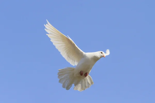 Simbolo di pace è volare nel cielo — Foto Stock