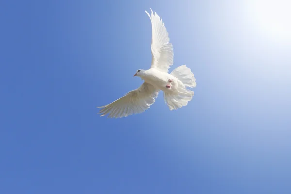 Белый почтовый голубь среди голубого неба с солнечной точкой справа — стоковое фото
