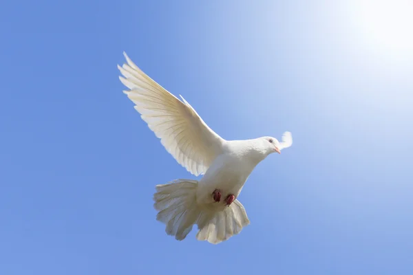 Pomba branca voando em um fundo de céu azul — Fotografia de Stock