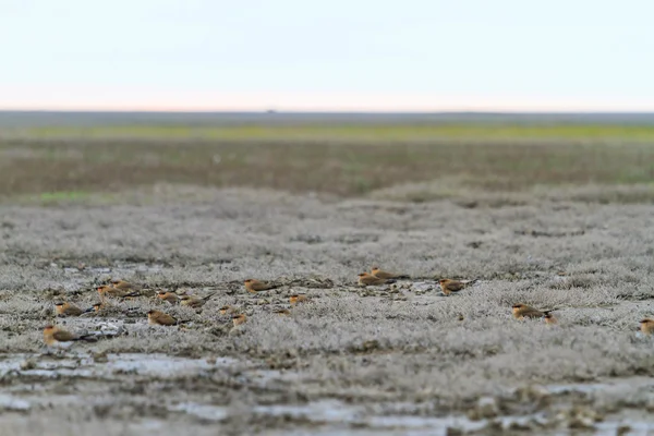 Рідкісні зграї птахів, що сидять у полі — стокове фото