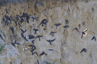 kum üzerine oturan yutar sürüsü