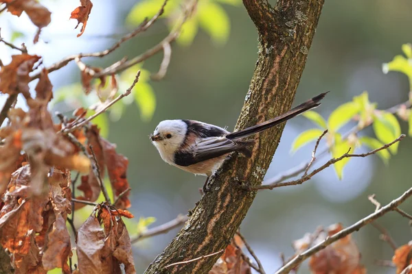 鳥引く昆虫 — ストック写真