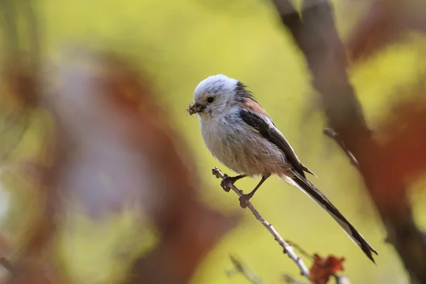 Nourriture des oiseaux poussins — Photo