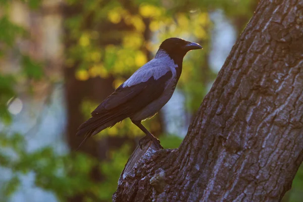 Krähe sitzt in einem Baum — Stockfoto