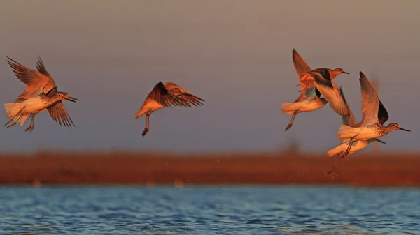 Vogelschwarm fliegt bei Sonnenuntergang — Stockfoto