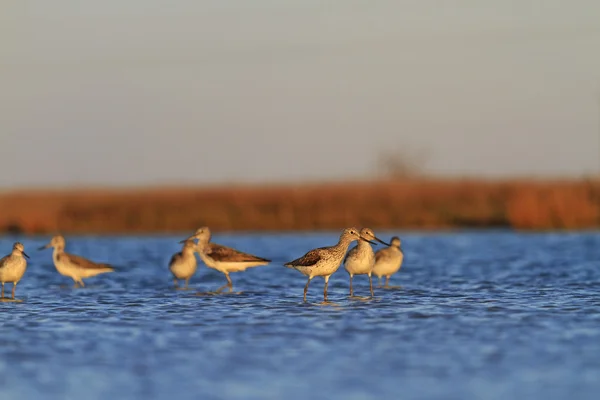 Hejno ptáků ve studené vodě — Stock fotografie