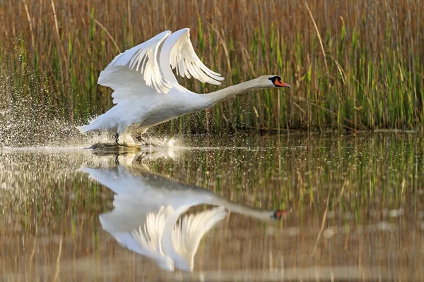 Aleteos cisne con salpicaduras encantadoras — Foto de Stock