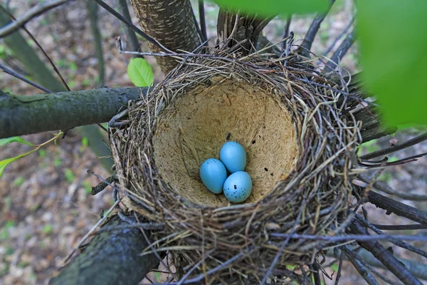 Bird nest with blue eggs — Stock Photo, Image