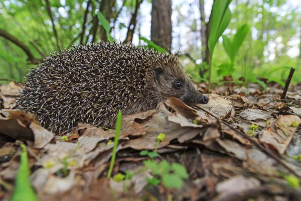 young hedgehog of lilies of the valley