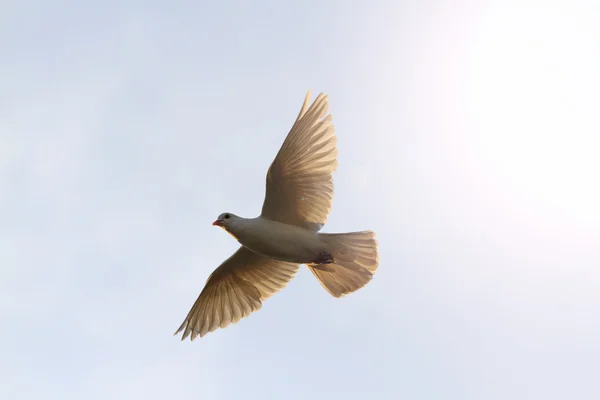 Pombo voa para o céu ao nascer do sol com asas endireitadas com hotspot ensolarado — Fotografia de Stock