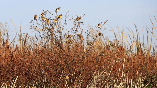 dulavratotu bush ve Kuşlar sürüsü