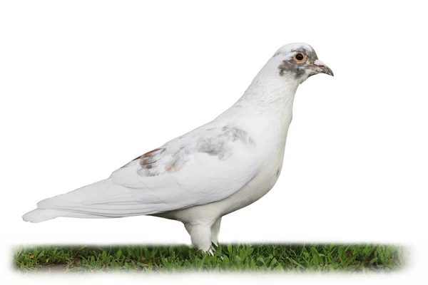 Pombo branco entre grama verde isolado em branco — Fotografia de Stock