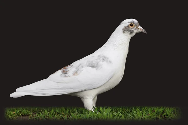 Pigeon blanc parmi l'herbe verte isolée sur noir — Photo