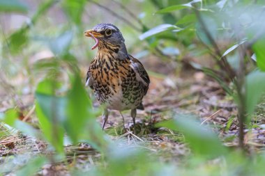 Fieldfare solucan gagası ile