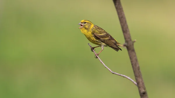 European serin sitting on a branch and sings — Stock Photo, Image