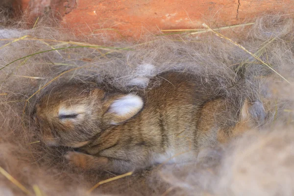 Kleine konijntje zitten in een nest — Stockfoto