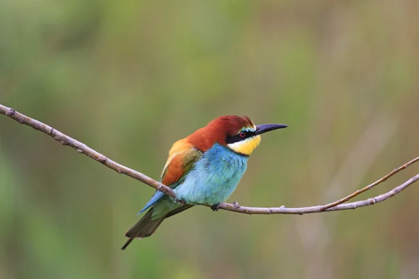 Oiseau coloré assis sur une branche — Photo