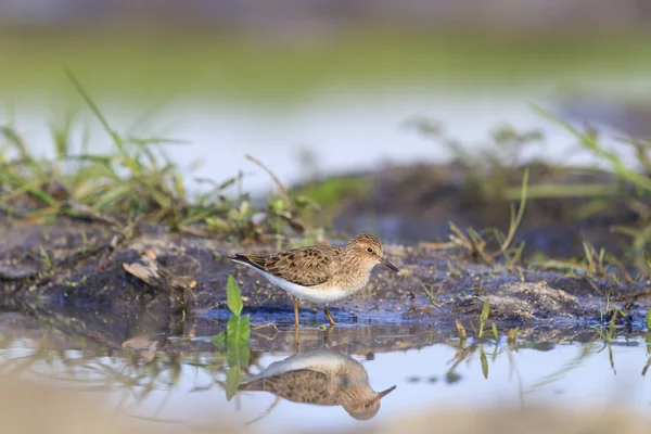 Temmincks Aufenthalt in einem natürlichen Innenraum — Stockfoto