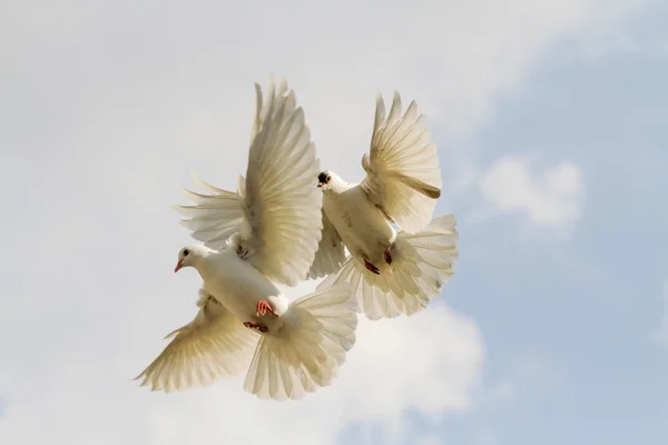 Two white doves flutter — Stock Photo, Image