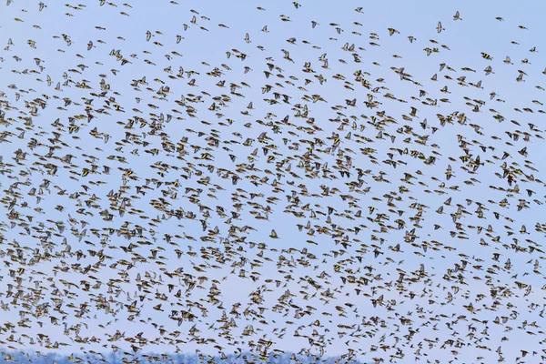 Thousands of birds on a gloomy sky — Stock Photo, Image