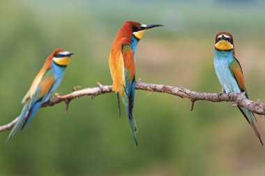 bir dal üzerinde oturan üç renkli kuş