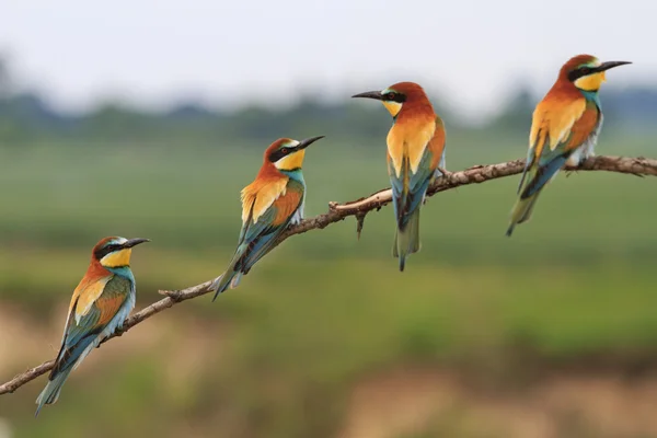 Quatre oiseaux de couleur — Photo