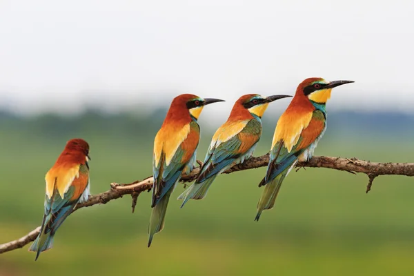 Troupeau oiseaux de paradis colorés — Photo