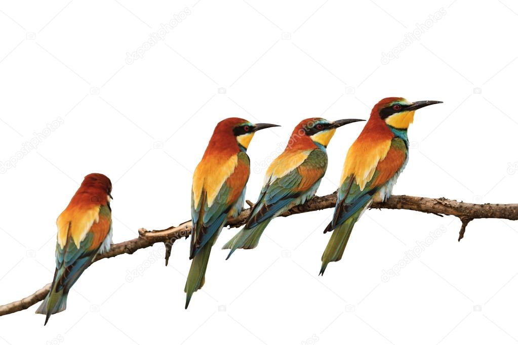 flock colored birds of paradise isolated on white