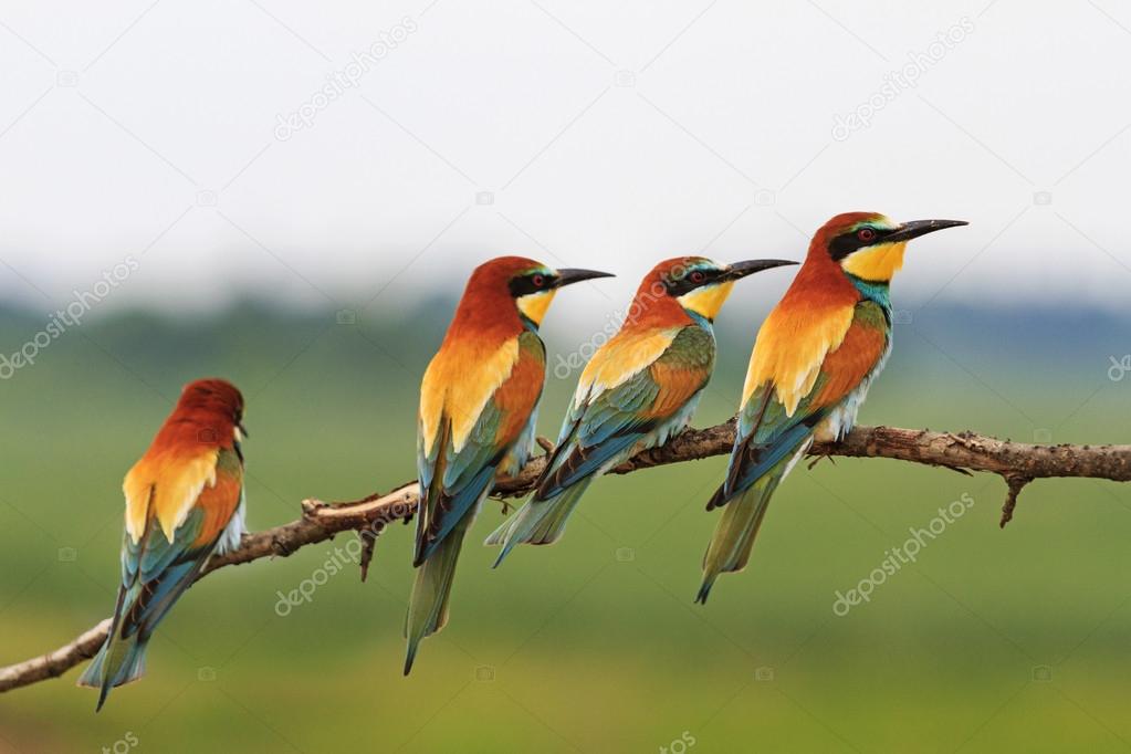 flock colored birds of paradise