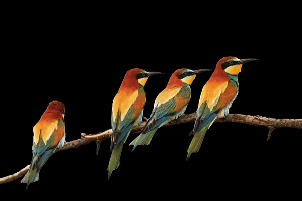 Siyah izole cennet kuşları renkli akın — Stok fotoğraf