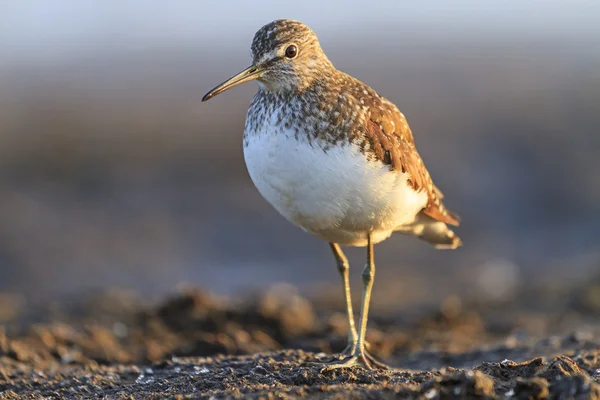Sandpiper gündoğumu