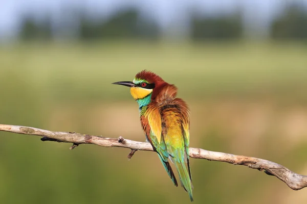 Pássaro colorido em um dia de verão — Fotografia de Stock