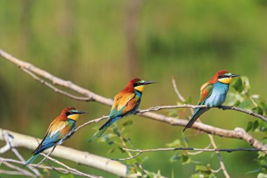 cennet kuşu ve yanardöner tüyleri