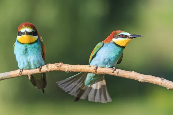 Aves enojadas en una rama —  Fotos de Stock