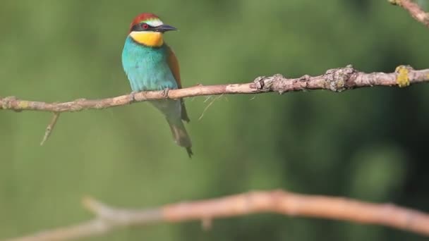 Bee eter op een tak — Stockvideo