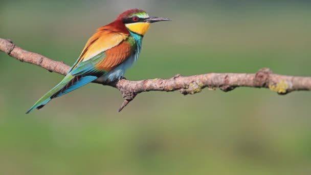 Bright bird sits on a branch — Stock Video