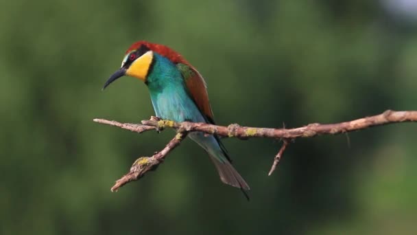 Farbenfroher Vogel springt von Ast — Stockvideo