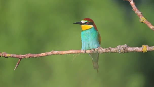 Colored bird on a branch — Stock Video