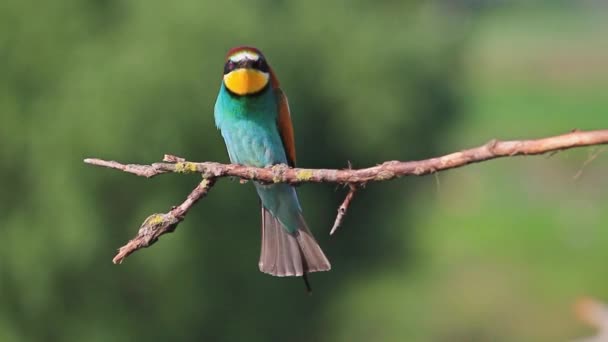 Good song wonderful birds — Stock Video