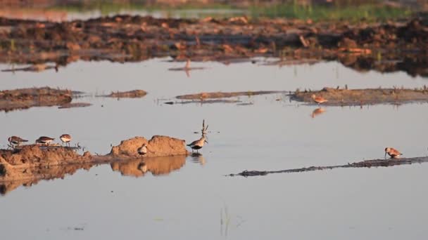 Flock of sandpipers roam the water — Stock Video